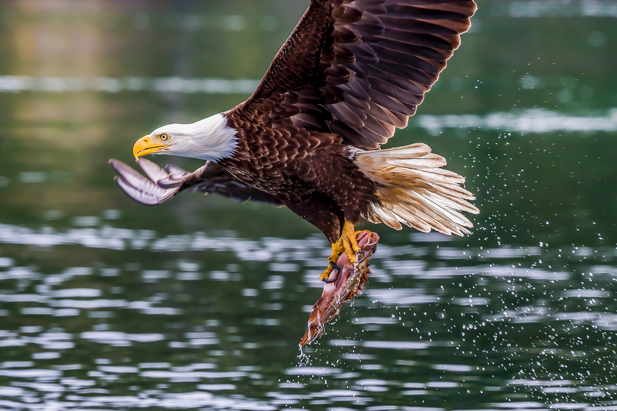 Eagle catching salmon