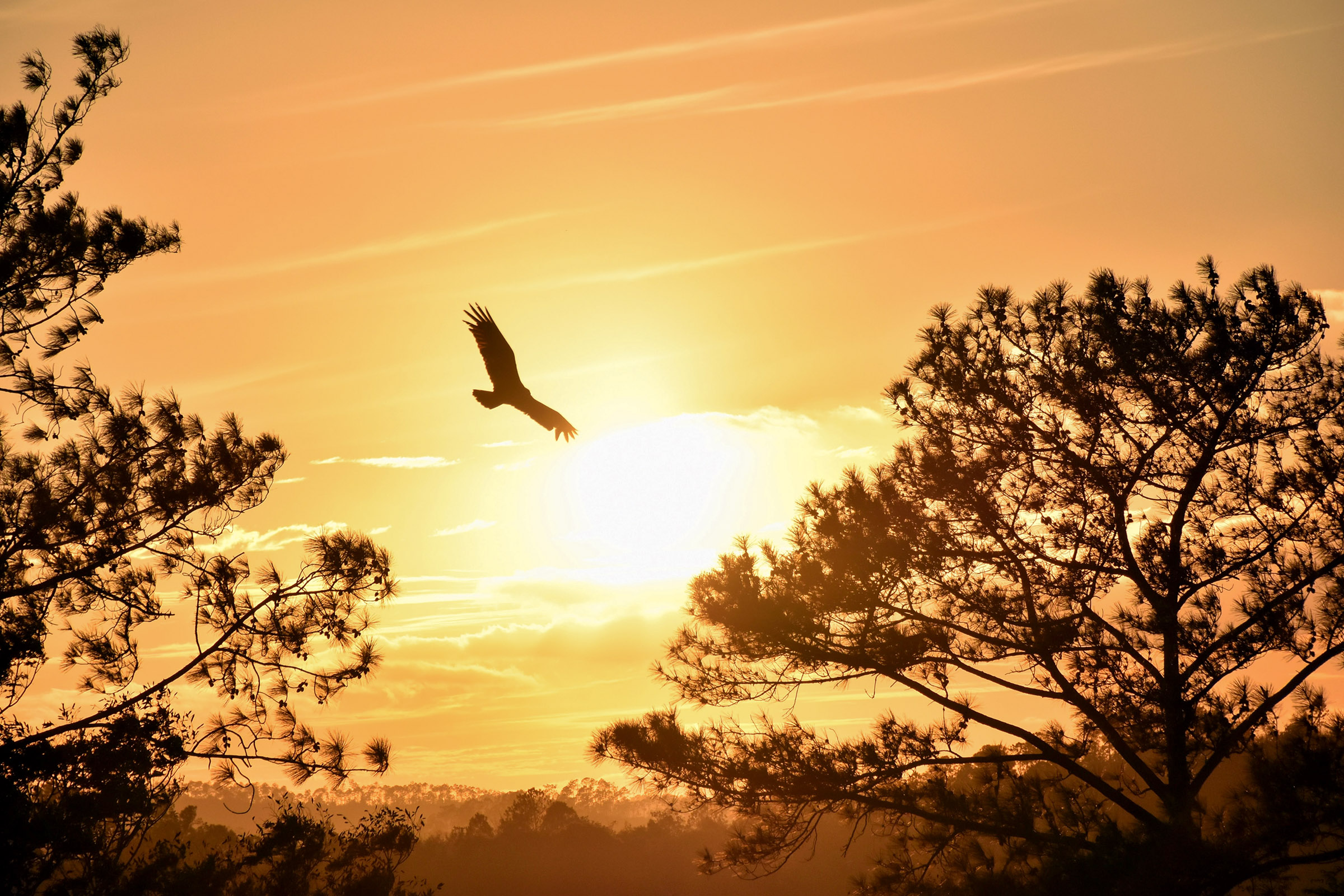 Eagle free at sunset