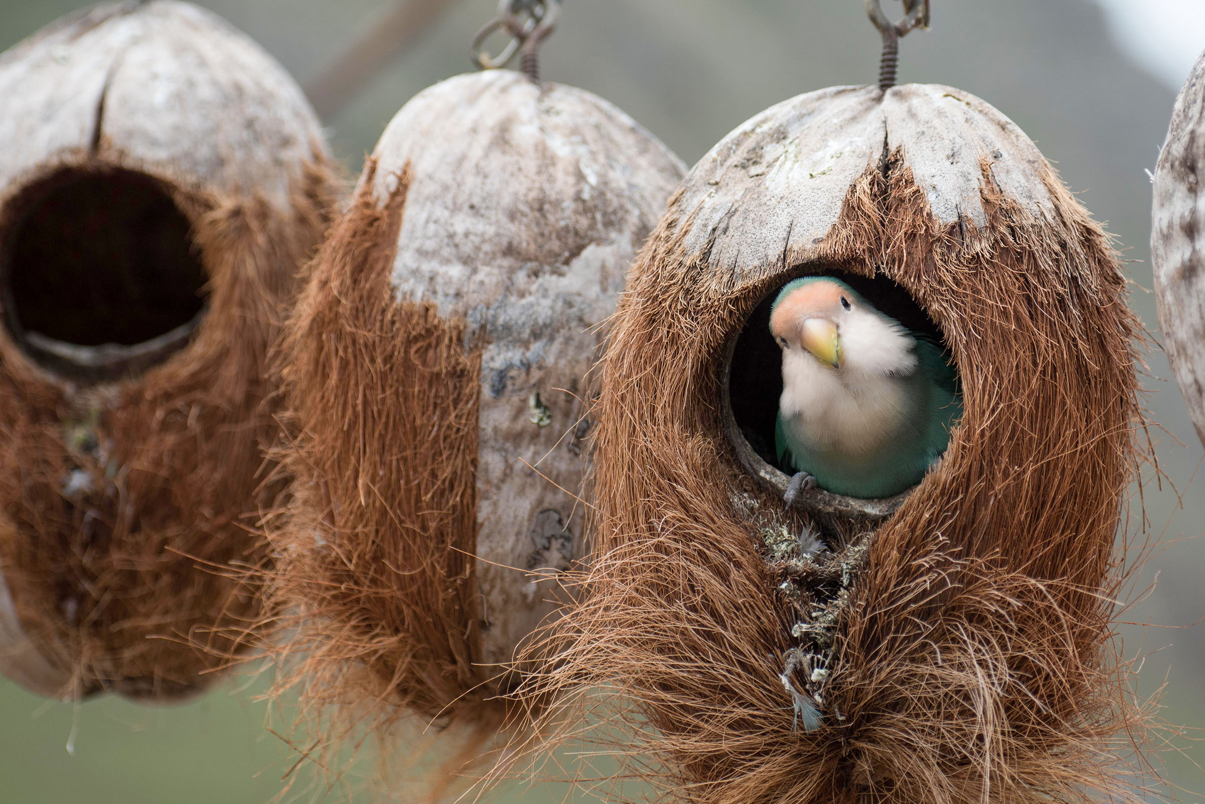 Bird peeking out of coconut