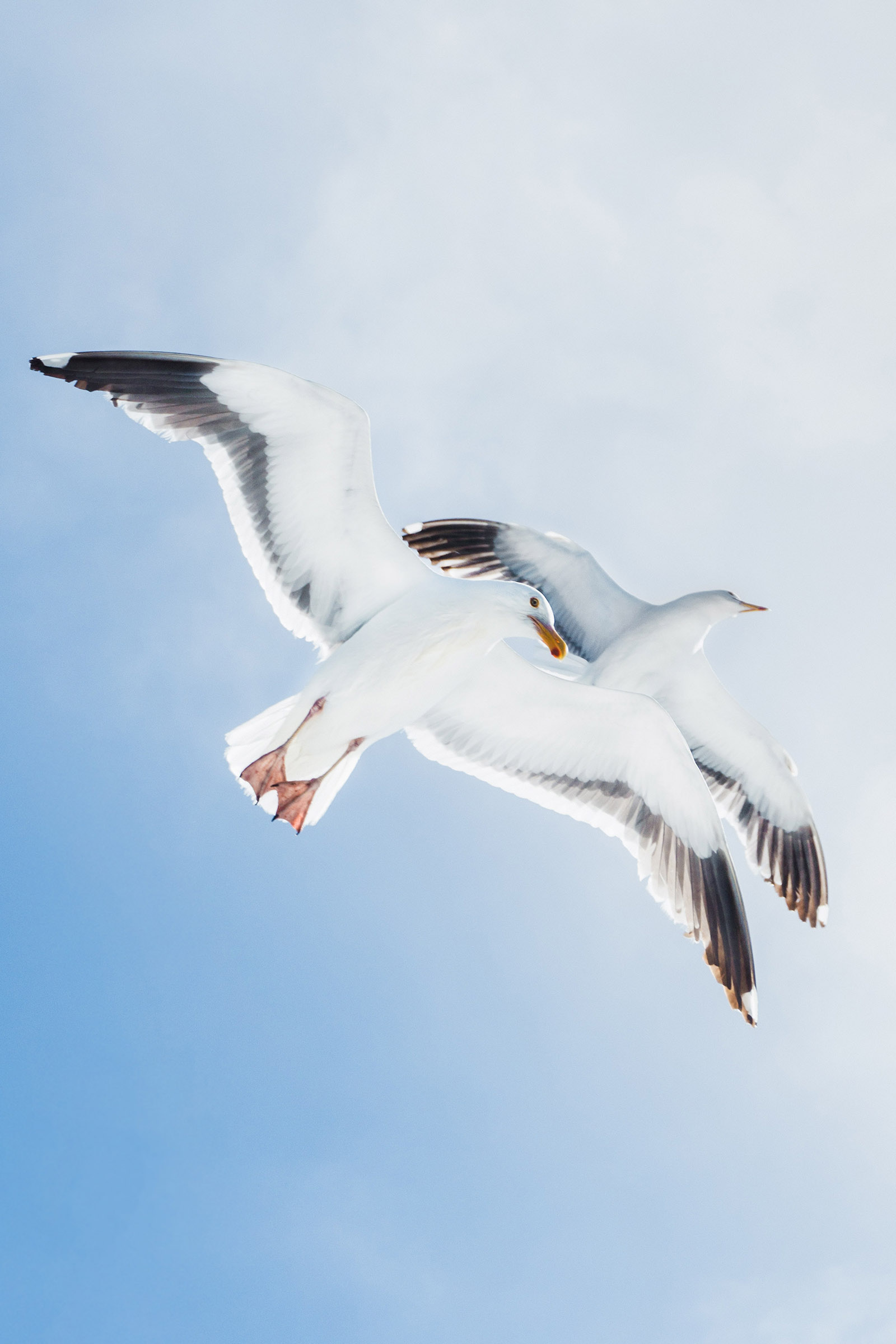 Sky white seagulls