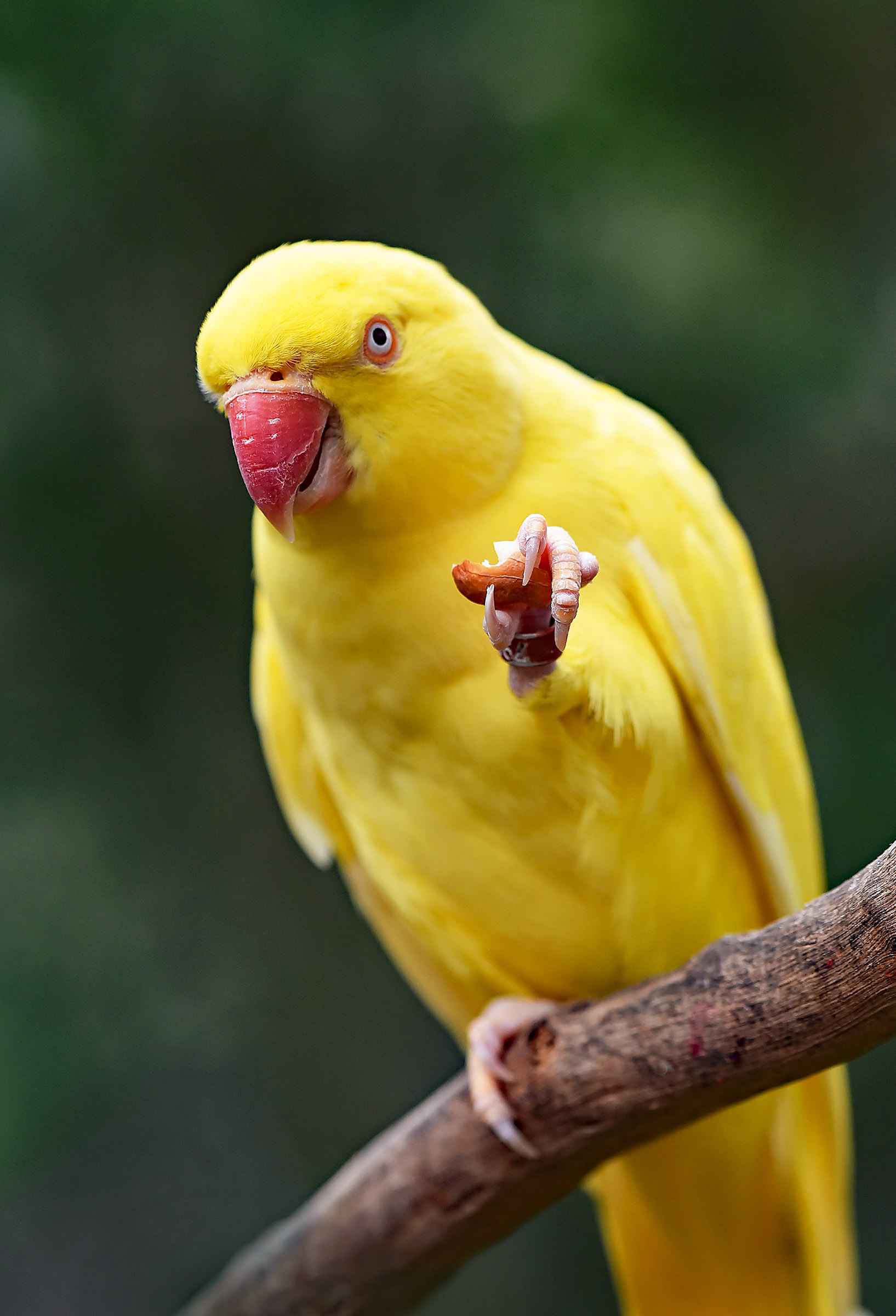 Yellow parakeet holding nut